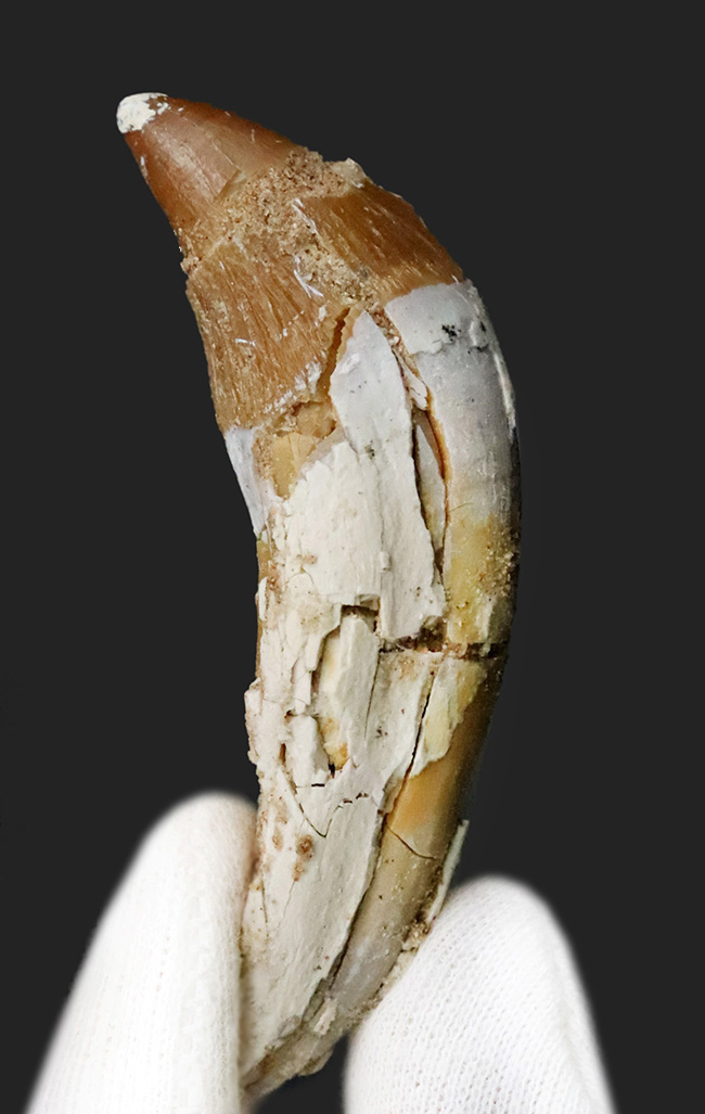 凶暴な原始クジラ・ドルドン（Dorudon）の前歯化石｜クジラ進化の途上を示す一本（その2）