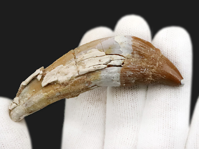 凶暴な原始クジラ・ドルドン（Dorudon）の前歯化石｜クジラ進化の途上を示す一本（その3）