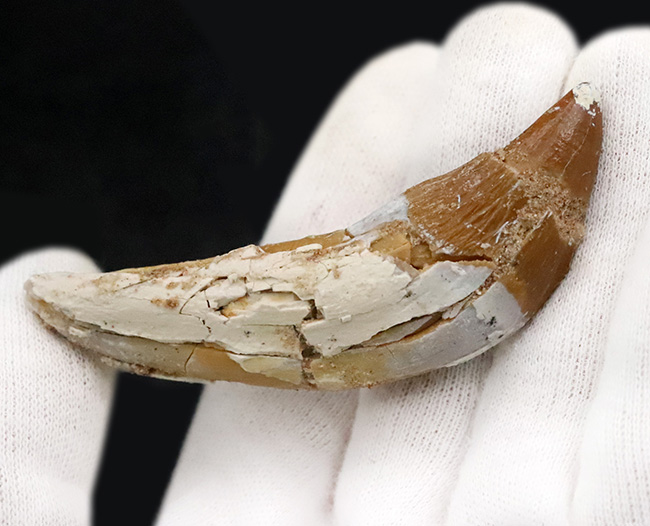 凶暴な原始クジラ・ドルドン（Dorudon）の前歯化石｜クジラ進化の途上を示す一本（その5）