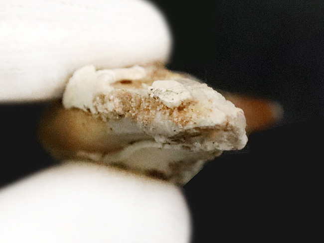 凶暴な原始クジラ・ドルドン（Dorudon）の前歯化石｜クジラ進化の途上を示す一本（その6）