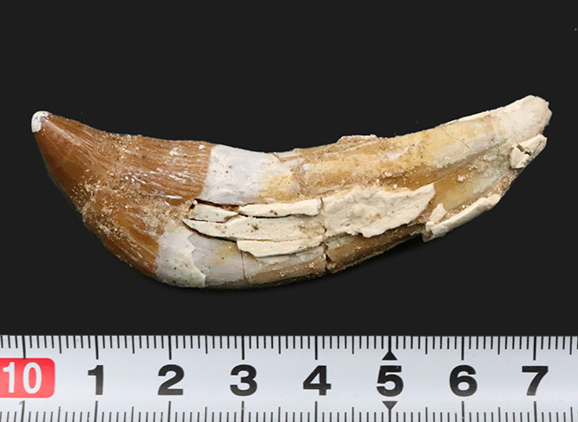 凶暴な原始クジラ・ドルドン（Dorudon）の前歯化石｜クジラ進化の途上を示す一本（その7）