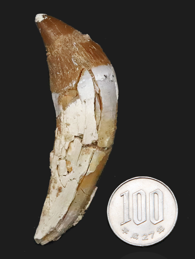 凶暴な原始クジラ・ドルドン（Dorudon）の前歯化石｜クジラ進化の途上を示す一本（その8）