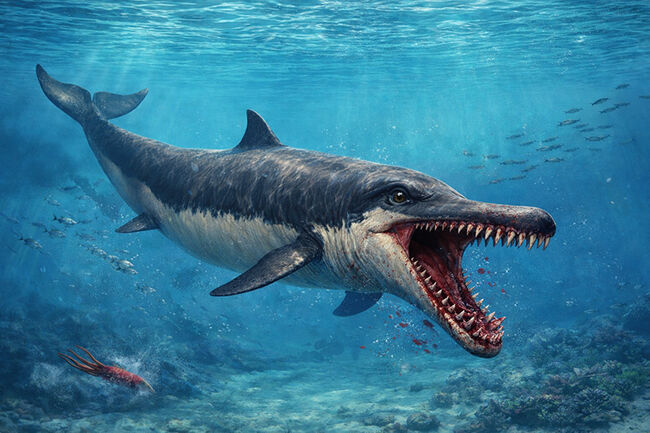 凶暴な原始クジラ・ドルドン（Dorudon）の前歯化石｜クジラ進化の途上を示す一本（その9）