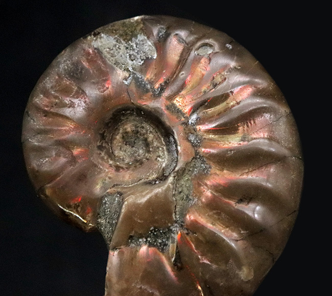 立派な肋（ろく）模様が美しい、マダガスカル北西部マハジャンガ地方の白亜紀の地層から採集されたアンモナイト、クレオニセラス（Cleoniceras）（その3）