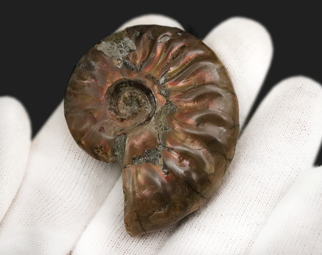 立派な肋（ろく）模様が美しい、マダガスカル北西部マハジャンガ地方の白亜紀の地層から採集されたアンモナイト、クレオニセラス（Cleoniceras）（その4）