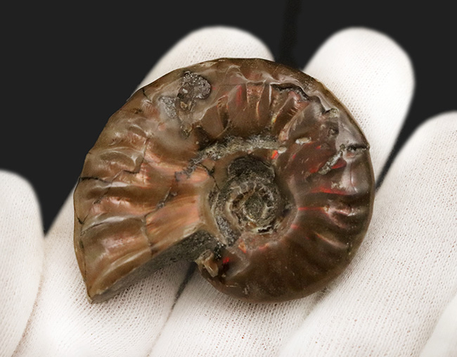 立派な肋（ろく）模様が美しい、マダガスカル北西部マハジャンガ地方の白亜紀の地層から採集されたアンモナイト、クレオニセラス（Cleoniceras）（その5）