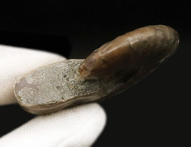 立派な肋（ろく）模様が美しい、マダガスカル北西部マハジャンガ地方の白亜紀の地層から採集されたアンモナイト、クレオニセラス（Cleoniceras）（その6）
