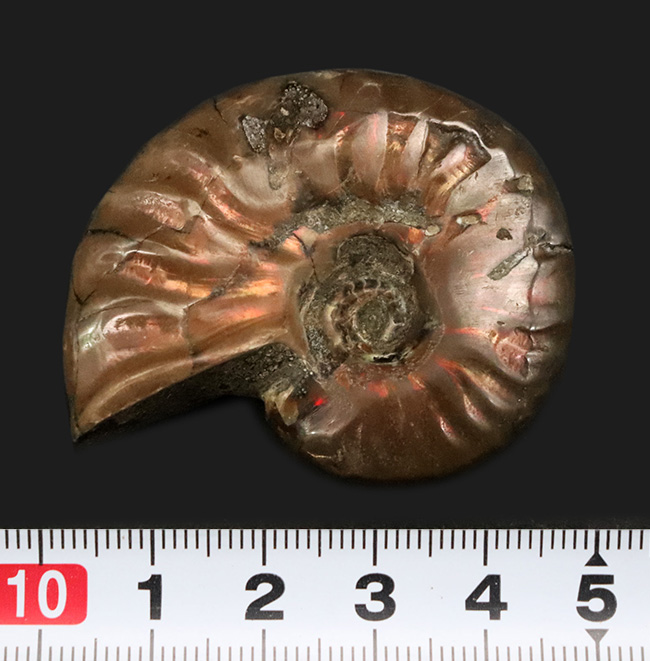 立派な肋（ろく）模様が美しい、マダガスカル北西部マハジャンガ地方の白亜紀の地層から採集されたアンモナイト、クレオニセラス（Cleoniceras）（その7）