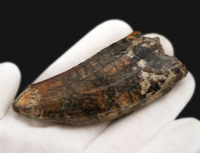 入手困難品、これぞ掘り出し物！属としての希少性、長さ、厚み