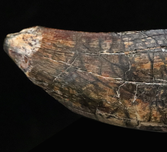 入手困難品、これぞ掘り出し物！属としての希少性、長さ、厚み