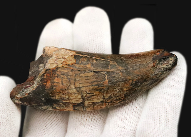 入手困難品、これぞ掘り出し物！属としての希少性、長さ、厚み