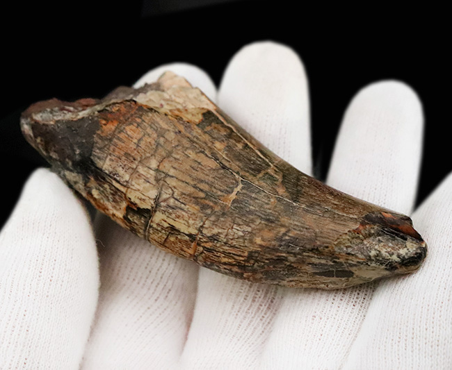 入手困難品、これぞ掘り出し物！属としての希少性、長さ、厚み