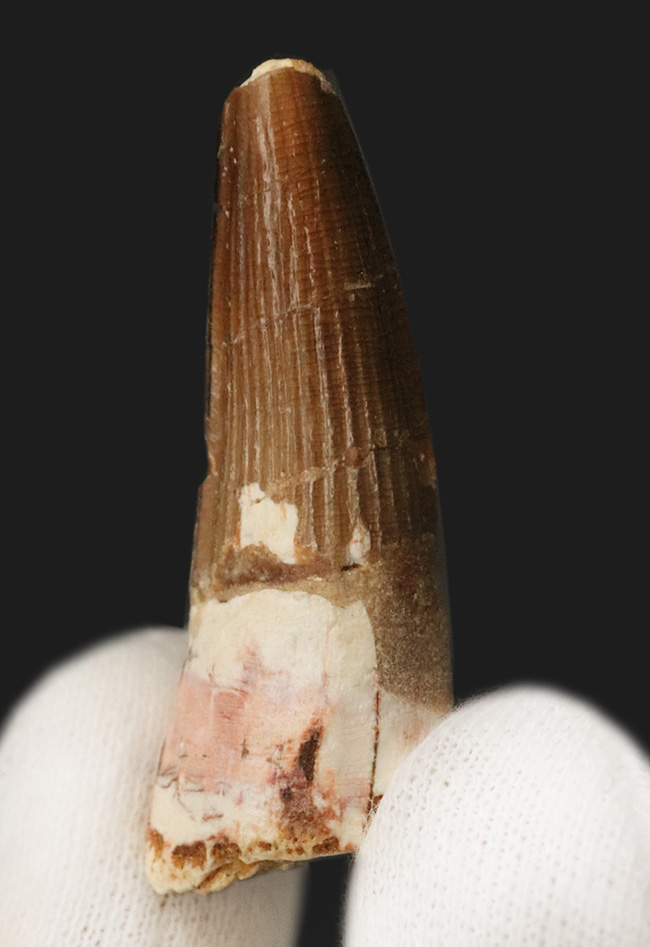 美しい縦線がそのまま残存…白亜紀の北アフリカの水辺の王者、スピノサウルス（Spinosaurus）の歯化石（その1）