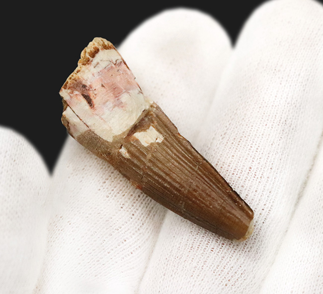 美しい縦線がそのまま残存…白亜紀の北アフリカの水辺の王者、スピノサウルス（Spinosaurus）の歯化石（その2）