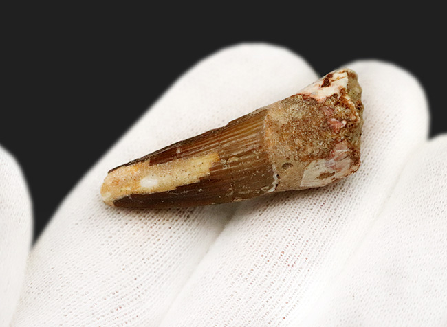 美しい縦線がそのまま残存…白亜紀の北アフリカの水辺の王者、スピノサウルス（Spinosaurus）の歯化石（その3）