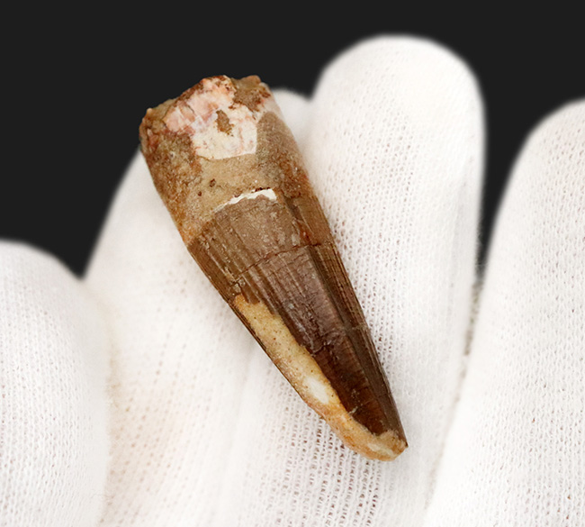 美しい縦線がそのまま残存…白亜紀の北アフリカの水辺の王者、スピノサウルス（Spinosaurus）の歯化石（その4）