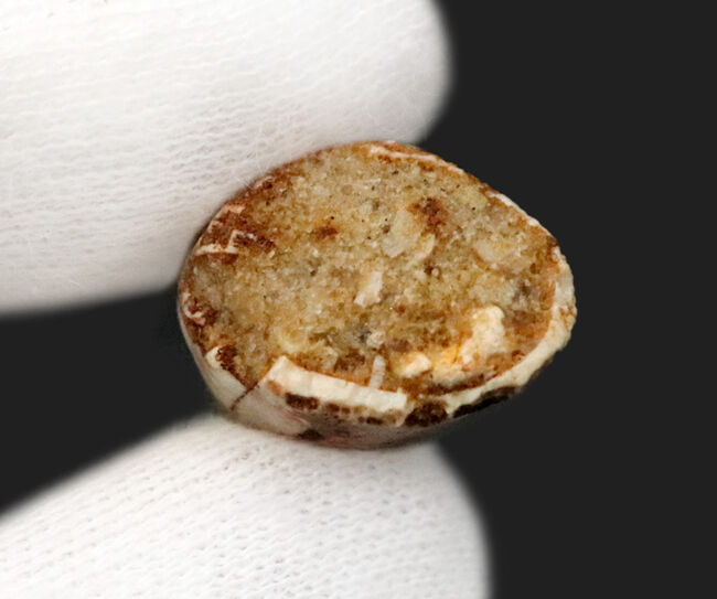 美しい縦線がそのまま残存…白亜紀の北アフリカの水辺の王者、スピノサウルス（Spinosaurus）の歯化石（その5）