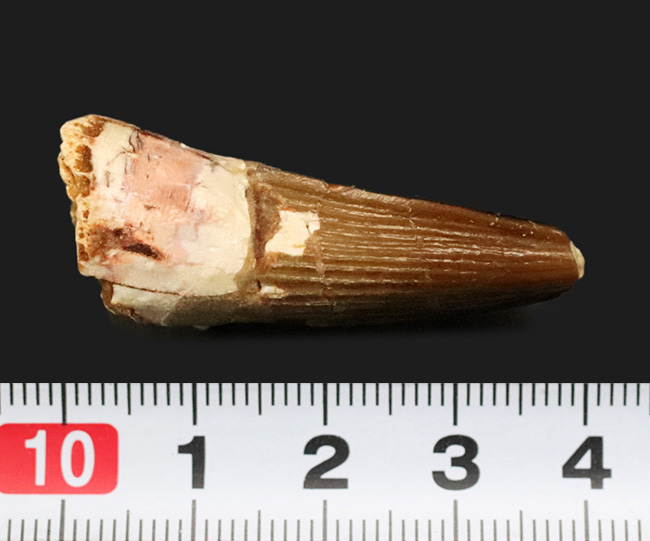 美しい縦線がそのまま残存…白亜紀の北アフリカの水辺の王者、スピノサウルス（Spinosaurus）の歯化石（その6）