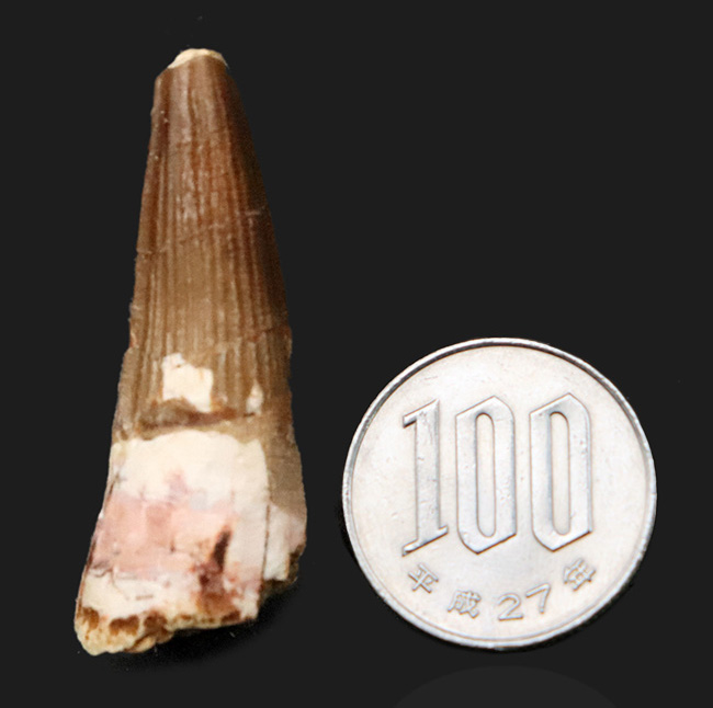 美しい縦線がそのまま残存…白亜紀の北アフリカの水辺の王者、スピノサウルス（Spinosaurus）の歯化石（その7）