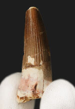 美しい縦線がそのまま残存…白亜紀の北アフリカの水辺の王者、スピノサウルス（Spinosaurus）の歯化石