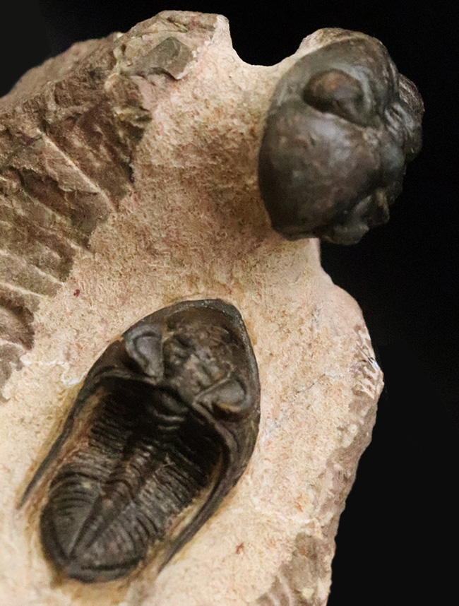 ダブル！ 精緻にクリーニングされたズリコバスピス・ルゴーサ（Zlichovaspis rugosa）とリードプス（Reedops）が共演するマルチ標本（その1）