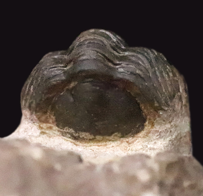 ダブル！ 精緻にクリーニングされたズリコバスピス・ルゴーサ（Zlichovaspis rugosa）とリードプス（Reedops）が共演するマルチ標本（その10）