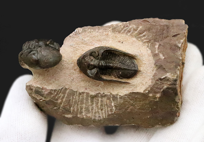 ダブル！ 精緻にクリーニングされたズリコバスピス・ルゴーサ（Zlichovaspis rugosa）とリードプス（Reedops）が共演するマルチ標本（その11）