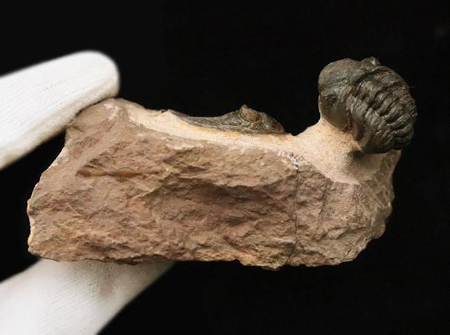 ダブル！ 精緻にクリーニングされたズリコバスピス・ルゴーサ（Zlichovaspis rugosa）とリードプス（Reedops）が共演するマルチ標本（その12）