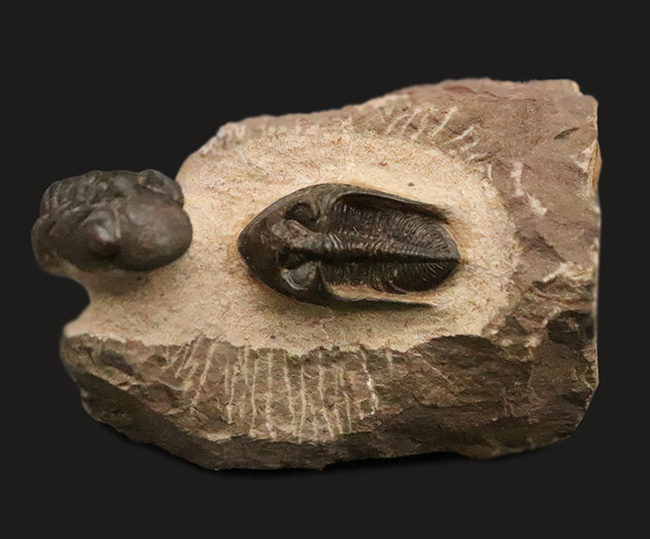 ダブル！ 精緻にクリーニングされたズリコバスピス・ルゴーサ（Zlichovaspis rugosa）とリードプス（Reedops）が共演するマルチ標本（その2）