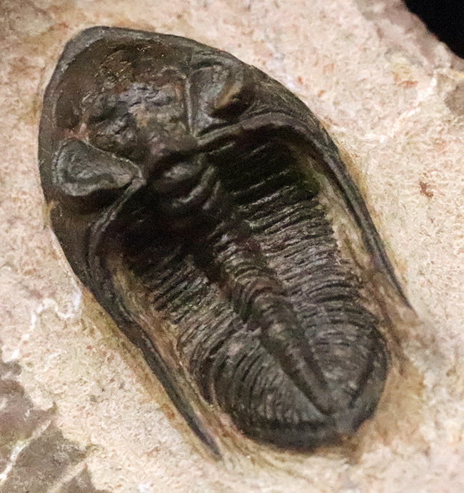 ダブル！ 精緻にクリーニングされたズリコバスピス・ルゴーサ（Zlichovaspis rugosa）とリードプス（Reedops）が共演するマルチ標本（その3）