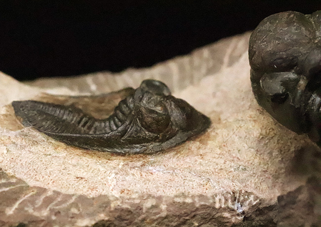 ダブル！ 精緻にクリーニングされたズリコバスピス・ルゴーサ（Zlichovaspis rugosa）とリードプス（Reedops）が共演するマルチ標本（その4）