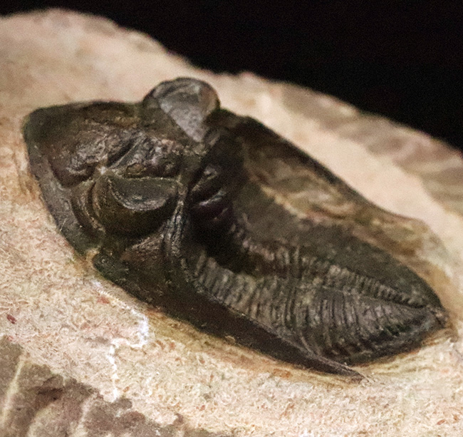 ダブル！ 精緻にクリーニングされたズリコバスピス・ルゴーサ（Zlichovaspis rugosa）とリードプス（Reedops）が共演するマルチ標本（その5）