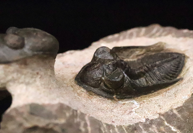 ダブル！ 精緻にクリーニングされたズリコバスピス・ルゴーサ（Zlichovaspis rugosa）とリードプス（Reedops）が共演するマルチ標本（その6）