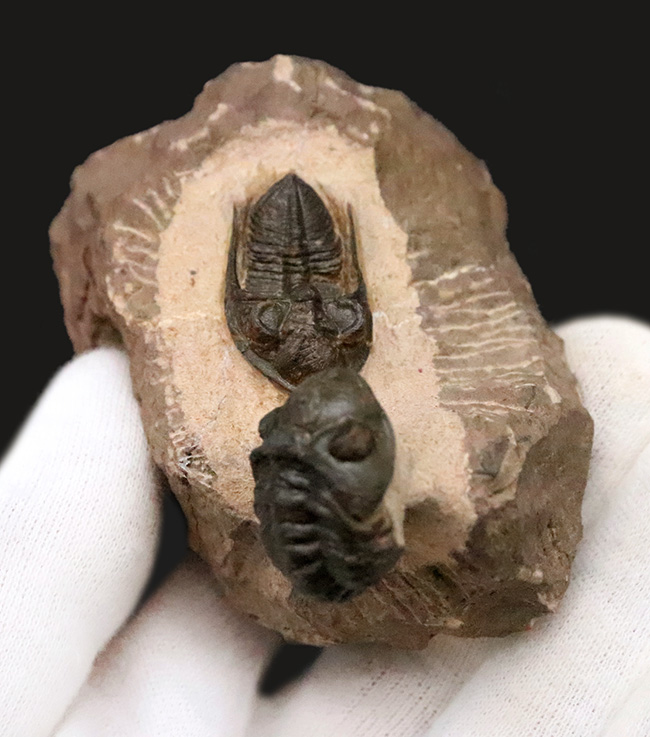 ダブル！ 精緻にクリーニングされたズリコバスピス・ルゴーサ（Zlichovaspis rugosa）とリードプス（Reedops）が共演するマルチ標本（その7）