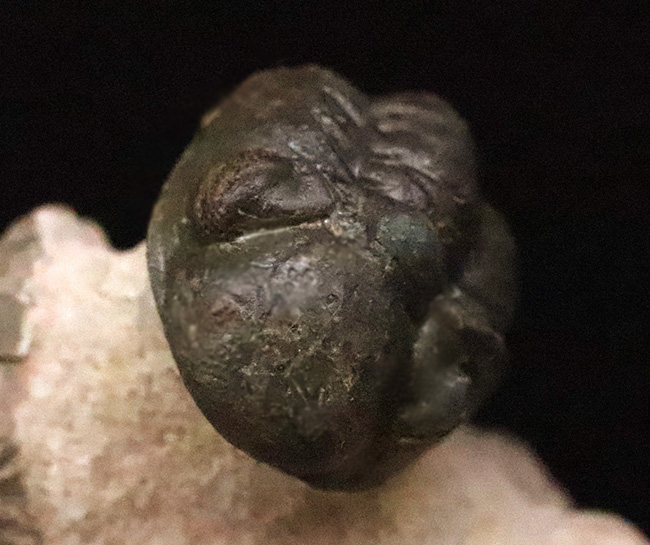 ダブル！ 精緻にクリーニングされたズリコバスピス・ルゴーサ（Zlichovaspis rugosa）とリードプス（Reedops）が共演するマルチ標本（その8）