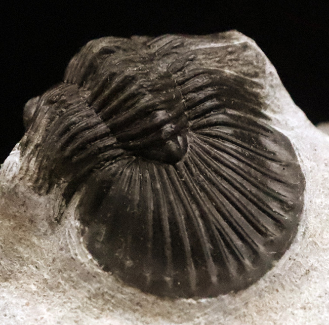 細部まで精緻にクリーニングされた上質な逸品！モロッコ産デボン紀前期の三葉虫・ポロスクテラム (Poroscutellum)（その1）