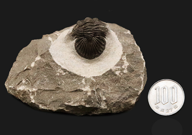 細部まで精緻にクリーニングされた上質な逸品！モロッコ産デボン紀前期の三葉虫・ポロスクテラム (Poroscutellum)（その10）