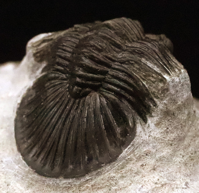 細部まで精緻にクリーニングされた上質な逸品！モロッコ産デボン紀前期の三葉虫・ポロスクテラム (Poroscutellum)（その3）