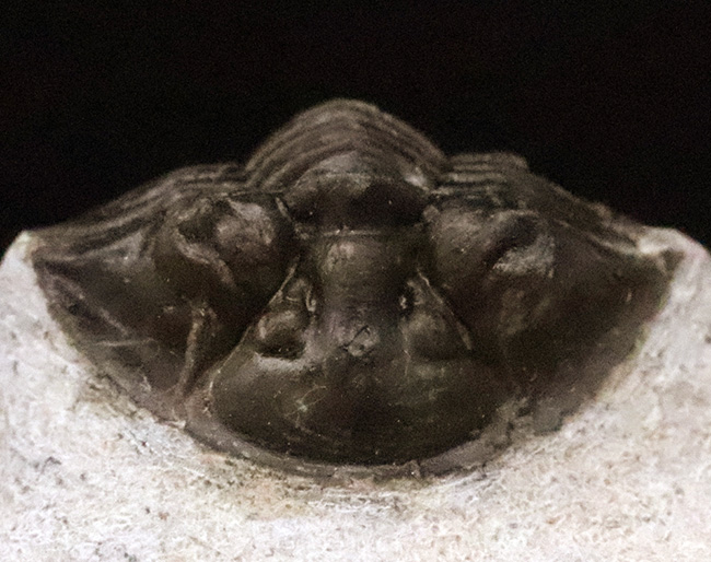 細部まで精緻にクリーニングされた上質な逸品！モロッコ産デボン紀前期の三葉虫・ポロスクテラム (Poroscutellum)（その4）