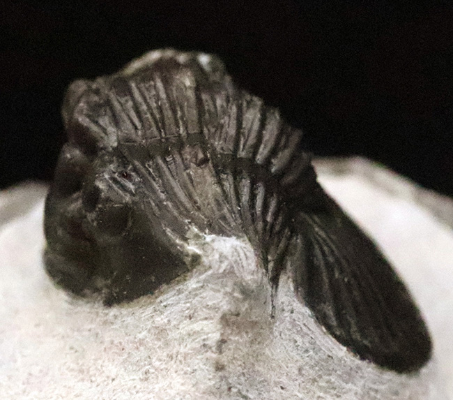 細部まで精緻にクリーニングされた上質な逸品！モロッコ産デボン紀前期の三葉虫・ポロスクテラム (Poroscutellum)（その5）