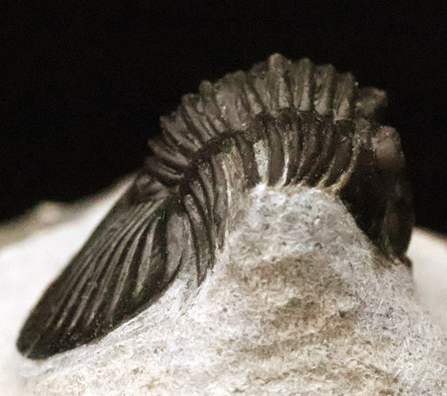細部まで精緻にクリーニングされた上質な逸品！モロッコ産デボン紀前期の三葉虫・ポロスクテラム (Poroscutellum)（その6）