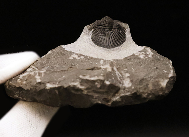 細部まで精緻にクリーニングされた上質な逸品！モロッコ産デボン紀前期の三葉虫・ポロスクテラム (Poroscutellum)（その7）