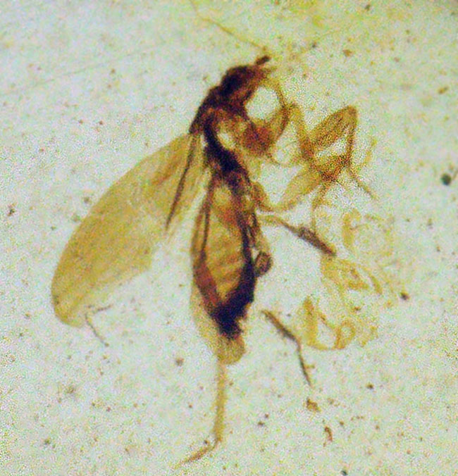 この羽虫の保存状態は圧巻!バックライト照射で、明瞭なシルエットが浮かび上がる、約1億年前の琥珀、バーマイト(Burmite)(その2)