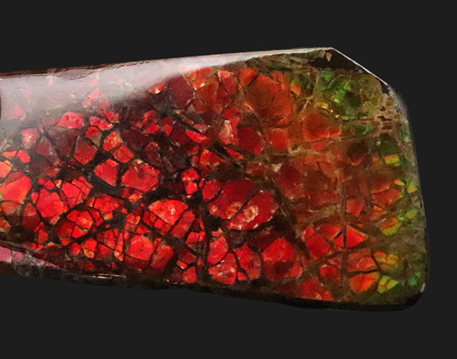 非常に濃い赤色を呈する、有機物起源の宝石「アンモライト(Ammolite)」のピース(その1)