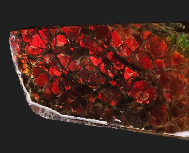 非常に濃い赤色を呈する、有機物起源の宝石「アンモライト(Ammolite)」のピース(その2)