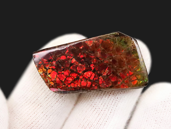 非常に濃い赤色を呈する、有機物起源の宝石「アンモライト(Ammolite)」のピース(その4)