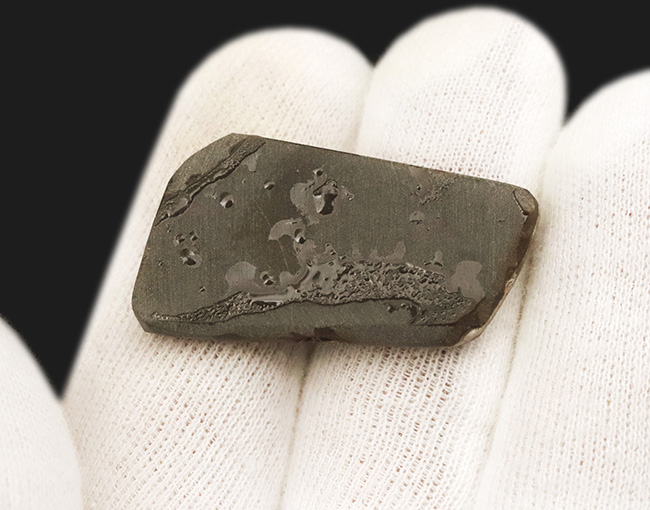 非常に濃い赤色を呈する、有機物起源の宝石「アンモライト(Ammolite)」のピース(その5)