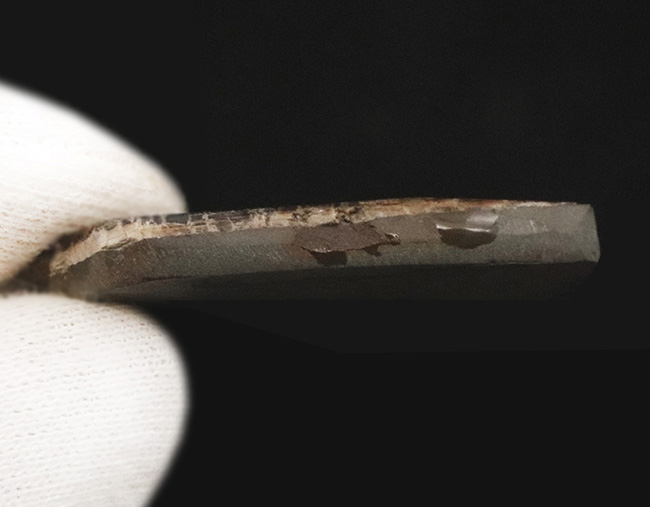 非常に濃い赤色を呈する、有機物起源の宝石「アンモライト(Ammolite)」のピース(その6)