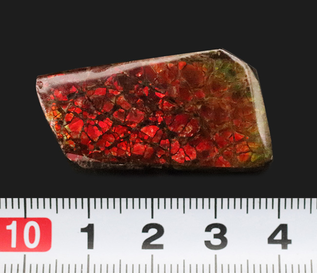 非常に濃い赤色を呈する、有機物起源の宝石「アンモライト(Ammolite)」のピース(その7)