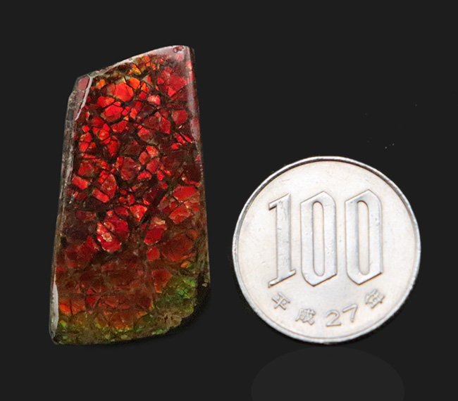 非常に濃い赤色を呈する、有機物起源の宝石「アンモライト(Ammolite)」のピース(その8)